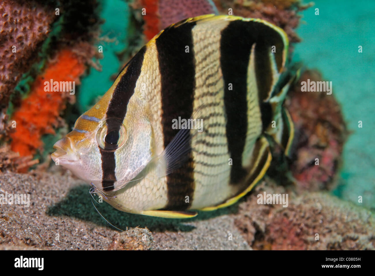Banded Butterflyfish (Chaetodon striatus), in cleaning station with Pedeson Cleaner Shrimp (Periclimenes pedersoni), Saint Lucia Stock Photo