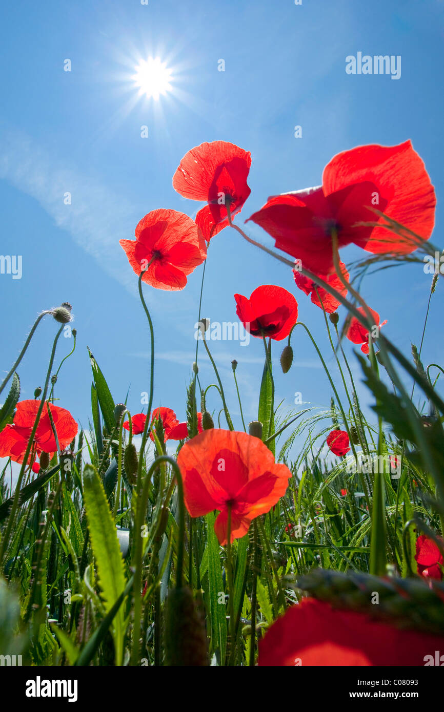 Poppies (Papaver) growing on a field in summer, Lake Constance district, Baden-Wuerttemberg, Germany, Europe Stock Photo