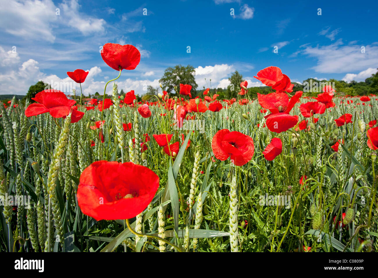 Poppies (Papaver) growing on a field in summer, Lake Constance district, Baden-Wuerttemberg, Germany, Europe Stock Photo