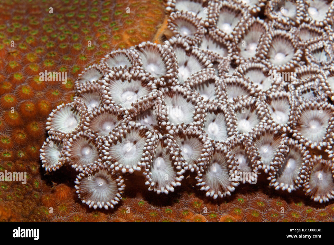 Mat zoanthid (Zoanthus pulchellus), growing on stony coral, Saint Lucia, St. Lucia Island, Windward Islands, Lesser Antilles Stock Photo
