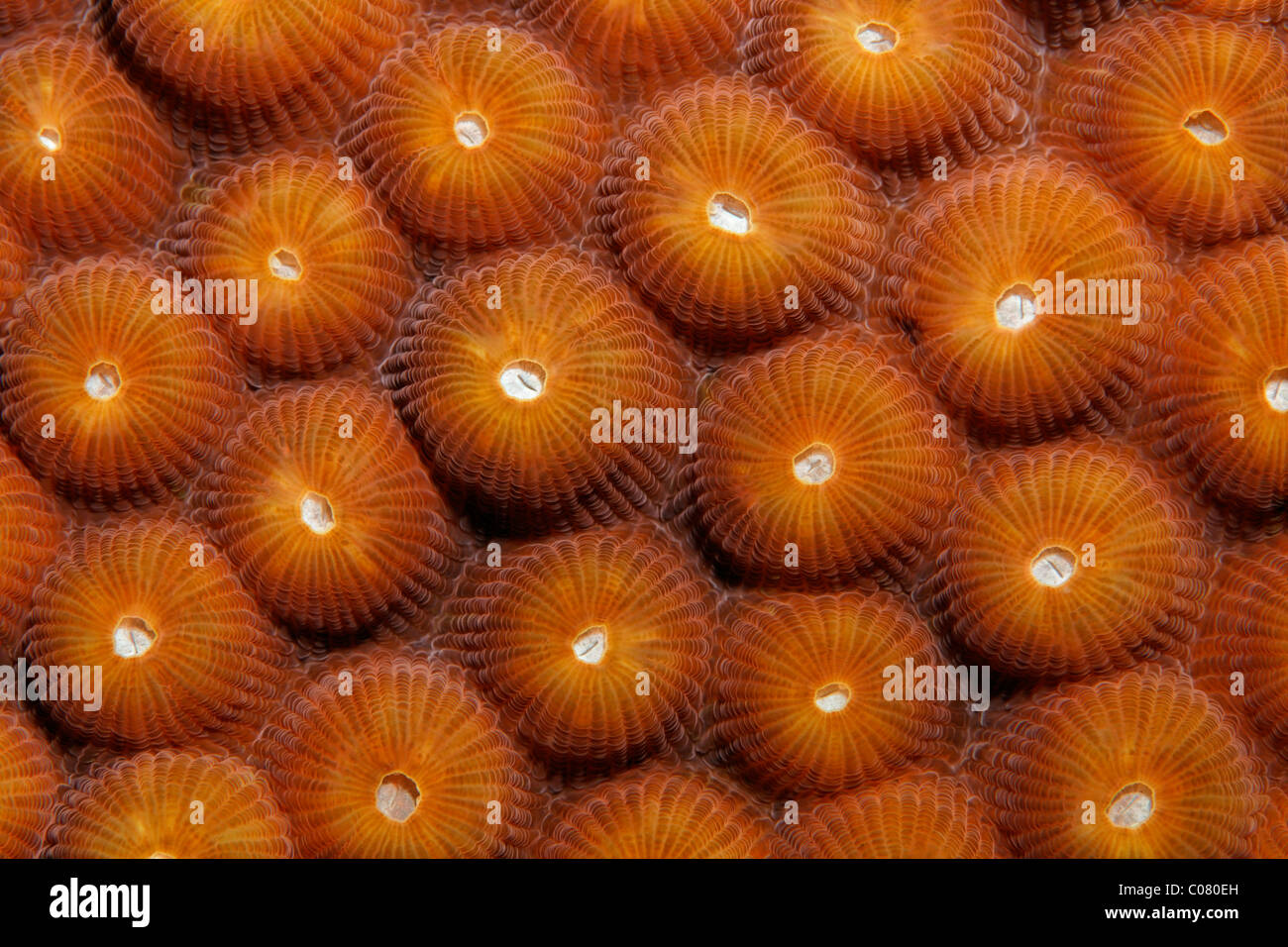 Polyps, stony coral, Saint Lucia, St. Lucia Island, Windward Islands, Lesser Antilles, Caribbean, Caribbean Sea Stock Photo