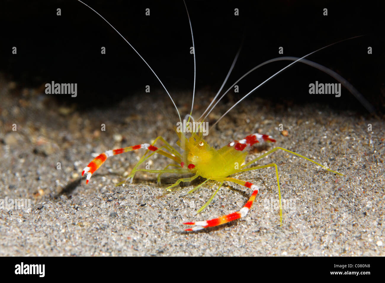 Golden Coral Shrimp or Caribbean Boxing Shrimp (Stenopus scutellatus), cleaning shrimp, on sandy bottom, Saint Lucia Stock Photo