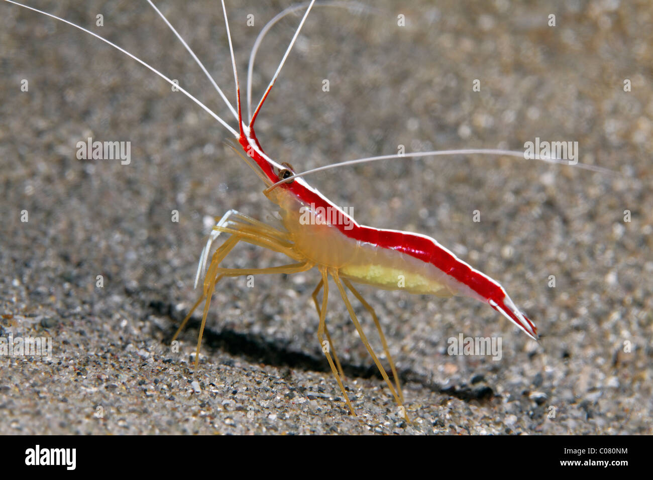 Scarlet-Striped Cleaner Shrimp (Lysmata grabhami), on sandy bottom, Saint Lucia, St. Lucia Island, Windward Islands Stock Photo