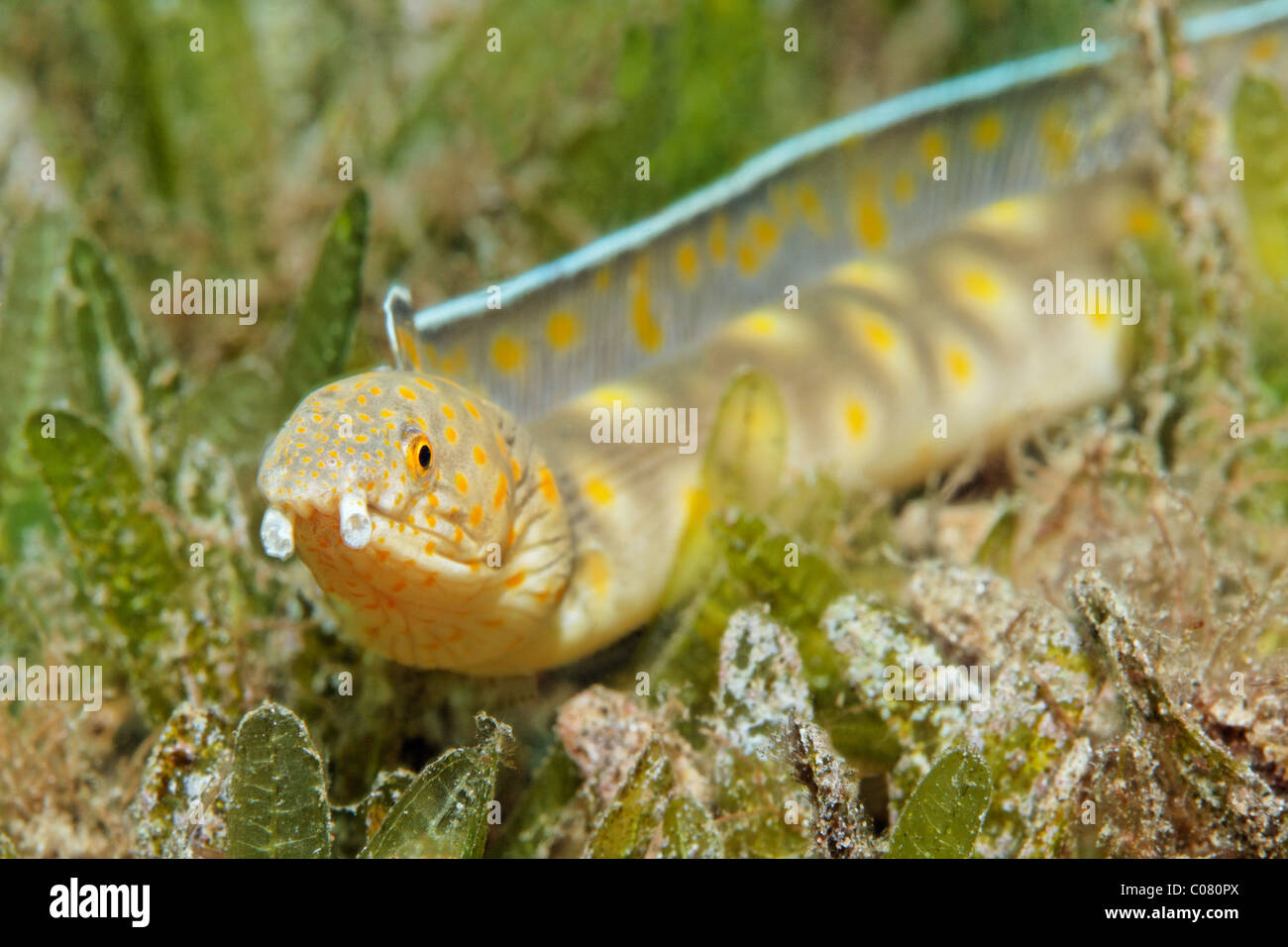Sharptail Snake Eel (Myrichthys breviceps), on seaweed, Saint Lucia, St