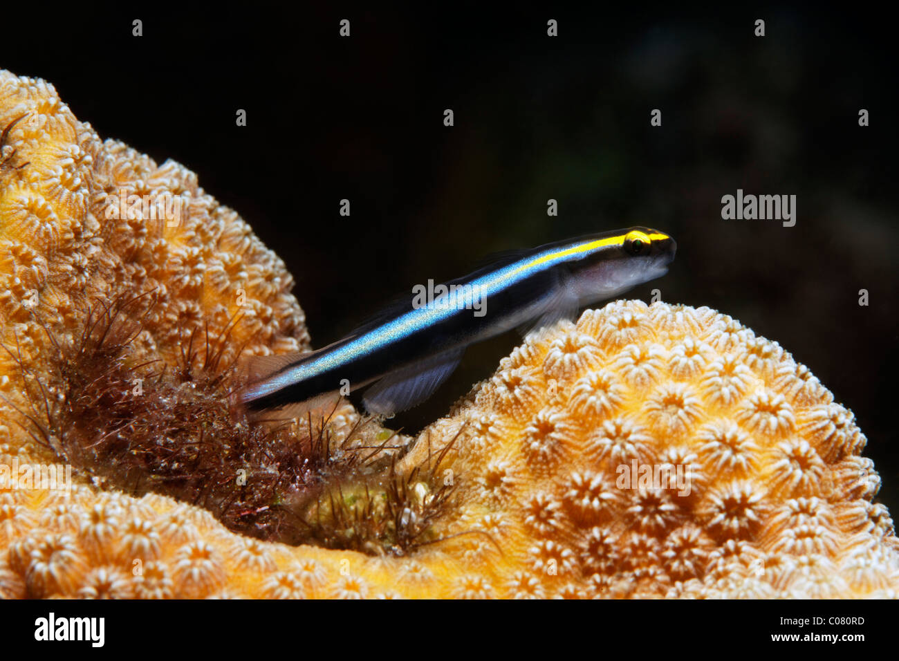 Sharknose Goby (Gobiosoma evelynae), lurking for prey on stony coral, Saint Lucia, St. Lucia Island, Windward Islands Stock Photo