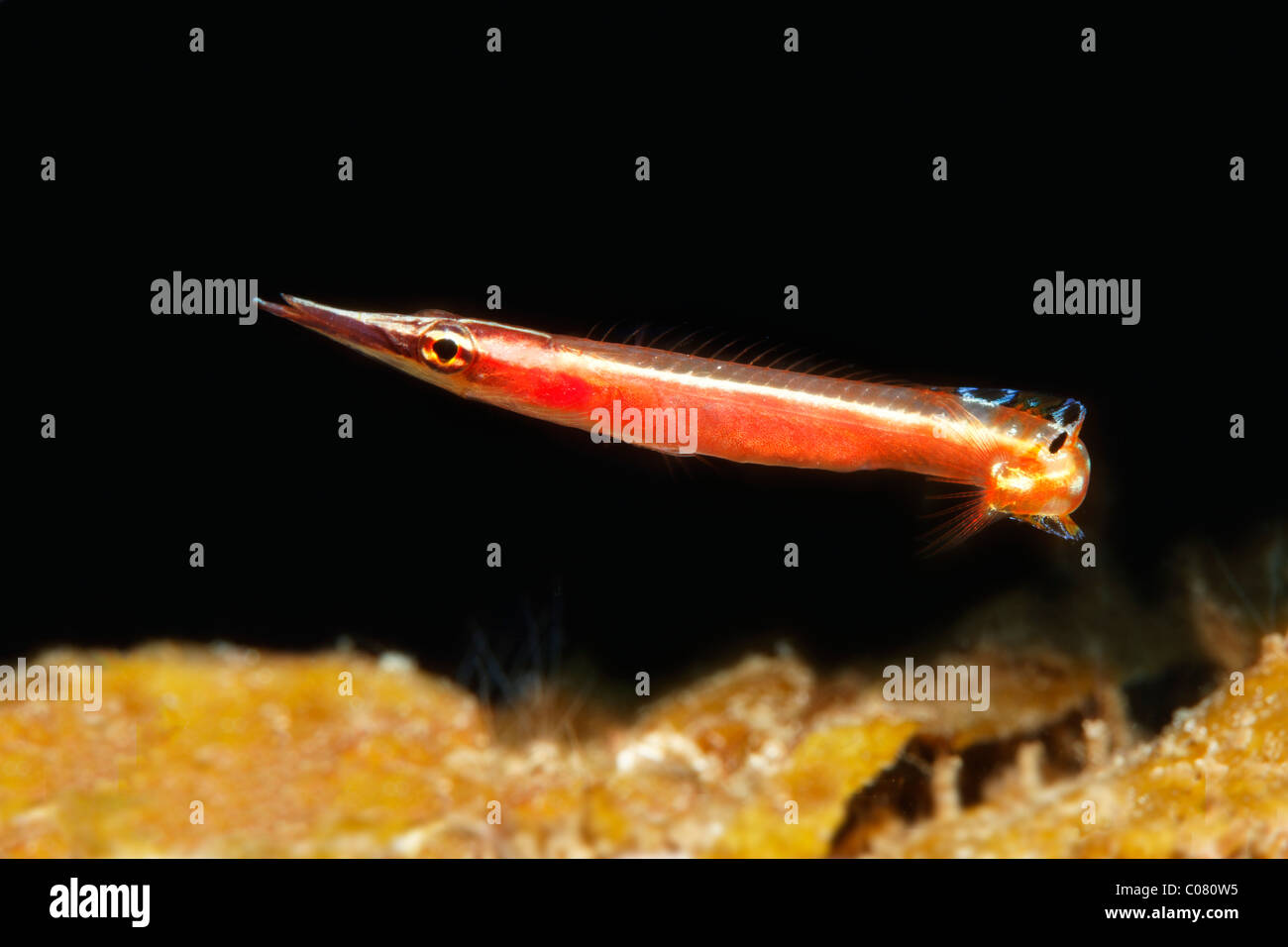 Arrow Blenny (Lucayablennius zingaro), Saint Lucia, St. Lucia Island, Windward Islands, Lesser Antilles, Caribbean Stock Photo