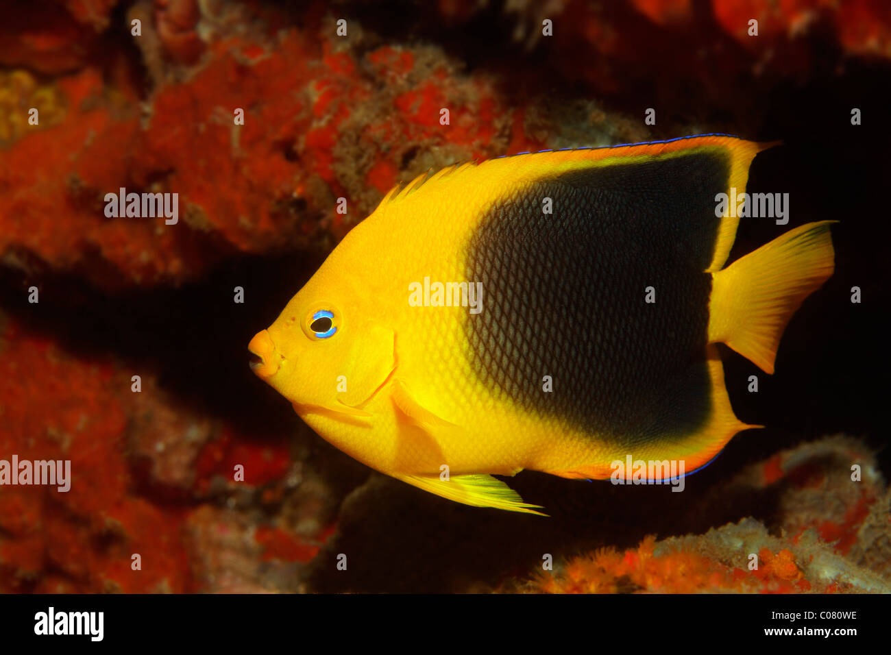 Rock Beauty (Holacanthus tricolor), in hideaway, transitional form between juvenile and adult fish, Saint Lucia Stock Photo