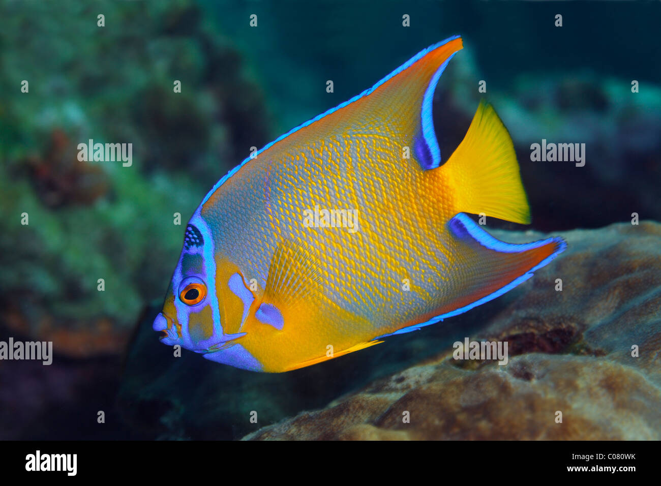 Queen Angelfisch (Holacanthus ciliaris) swimming above coral reef, Saint Lucia, St. Lucia Island, Windward Islands Stock Photo