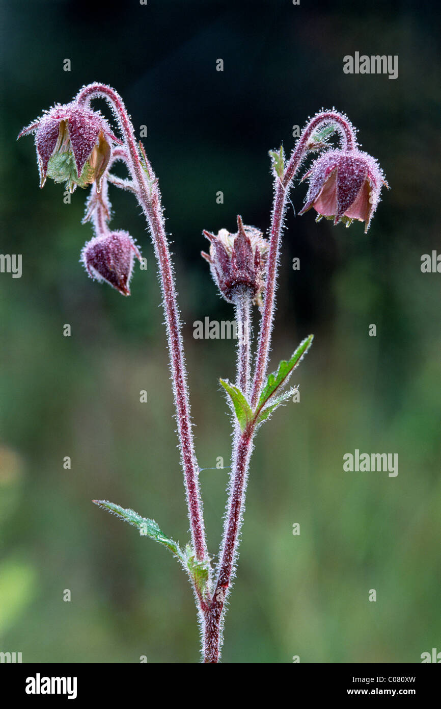 Water Avens (Geum rivale), Karwendel Mountains, North Tyrol, Austria, Europe Stock Photo