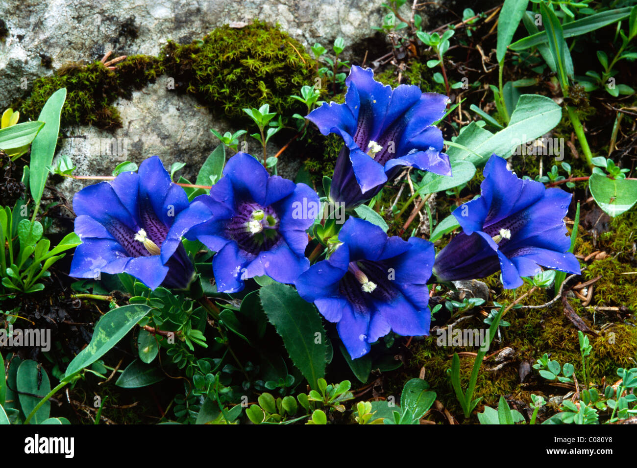 Clusius' Gentian (Gentiana clusii), Hohe Tauern National Park, East Tyrol, Austria, Europe Stock Photo