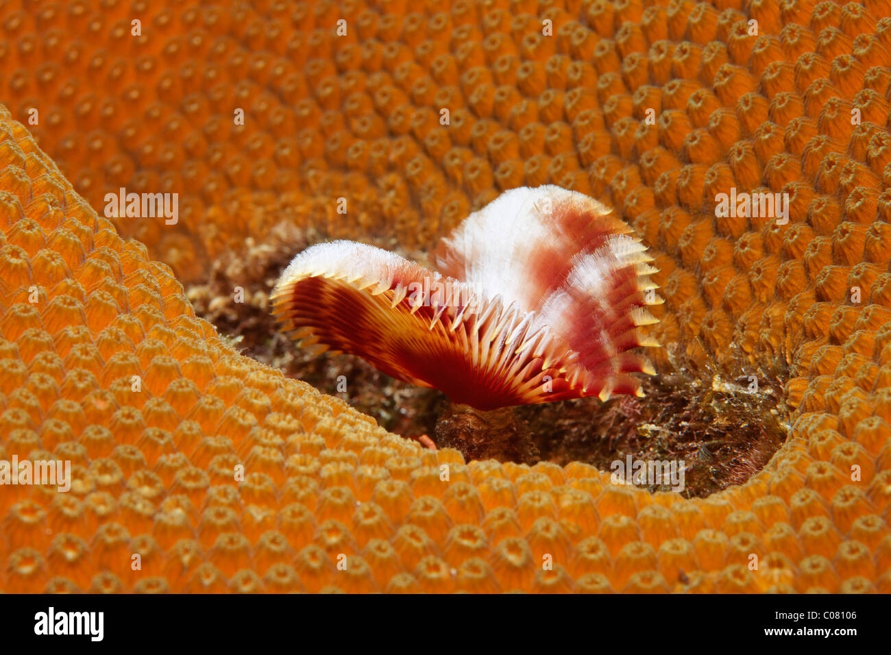 Splitcrown Featherduster (Anamobaea orstedii) on brain coral, Saint