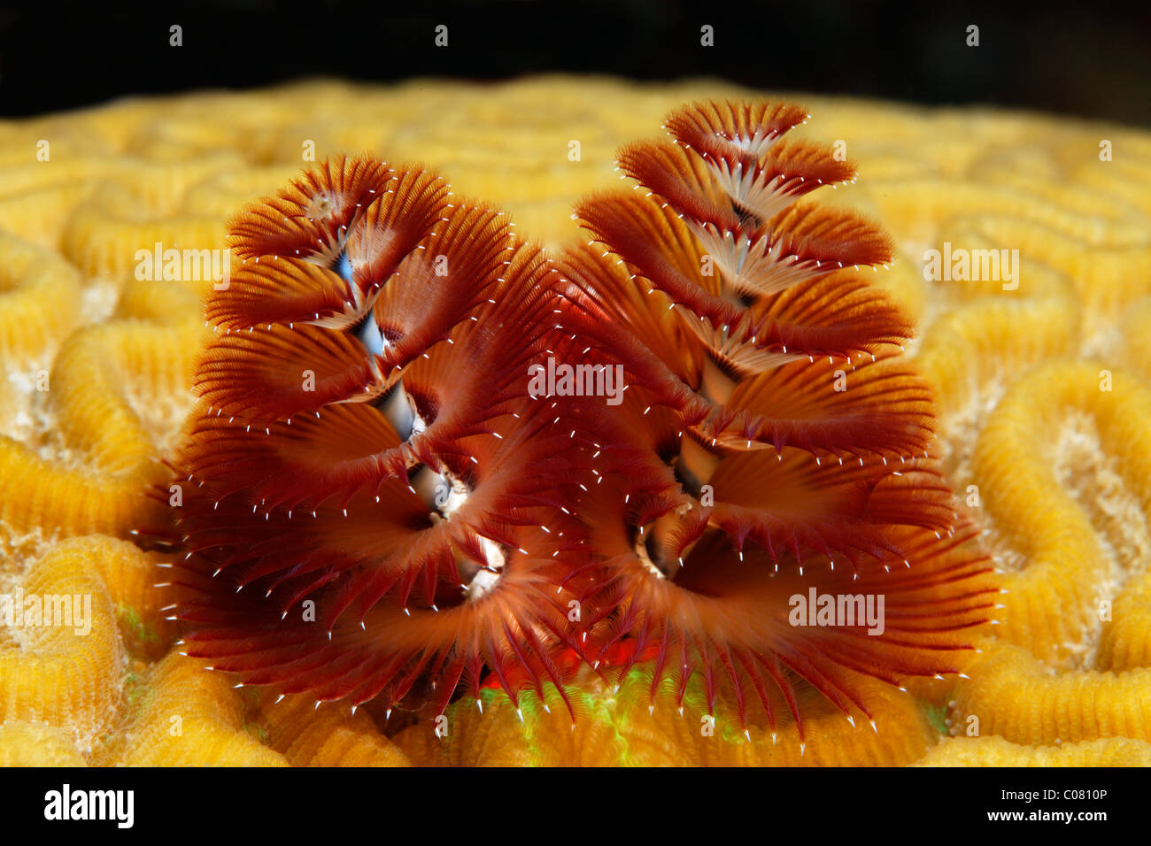 Christmas Tree Worm (Spirobranchus giganteus) on brain coral, Saint Lucia, St. Lucia Island, Windward Islands, Lesser Antilles Stock Photo