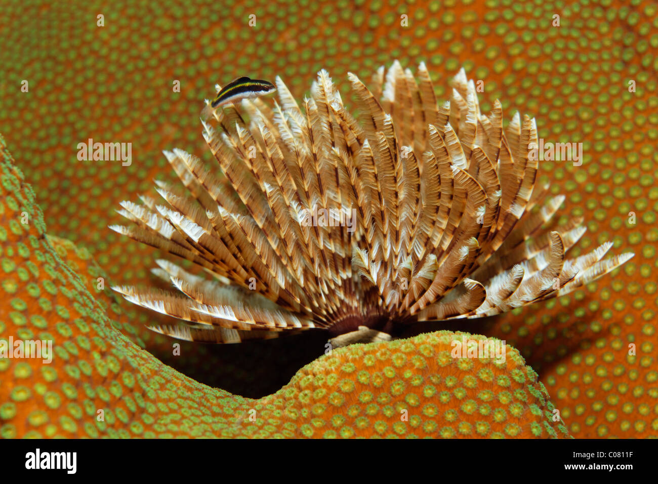 Magnificent Feather Duster (Sabellastarte magnifica) on stony coral, Saint Lucia, St. Lucia