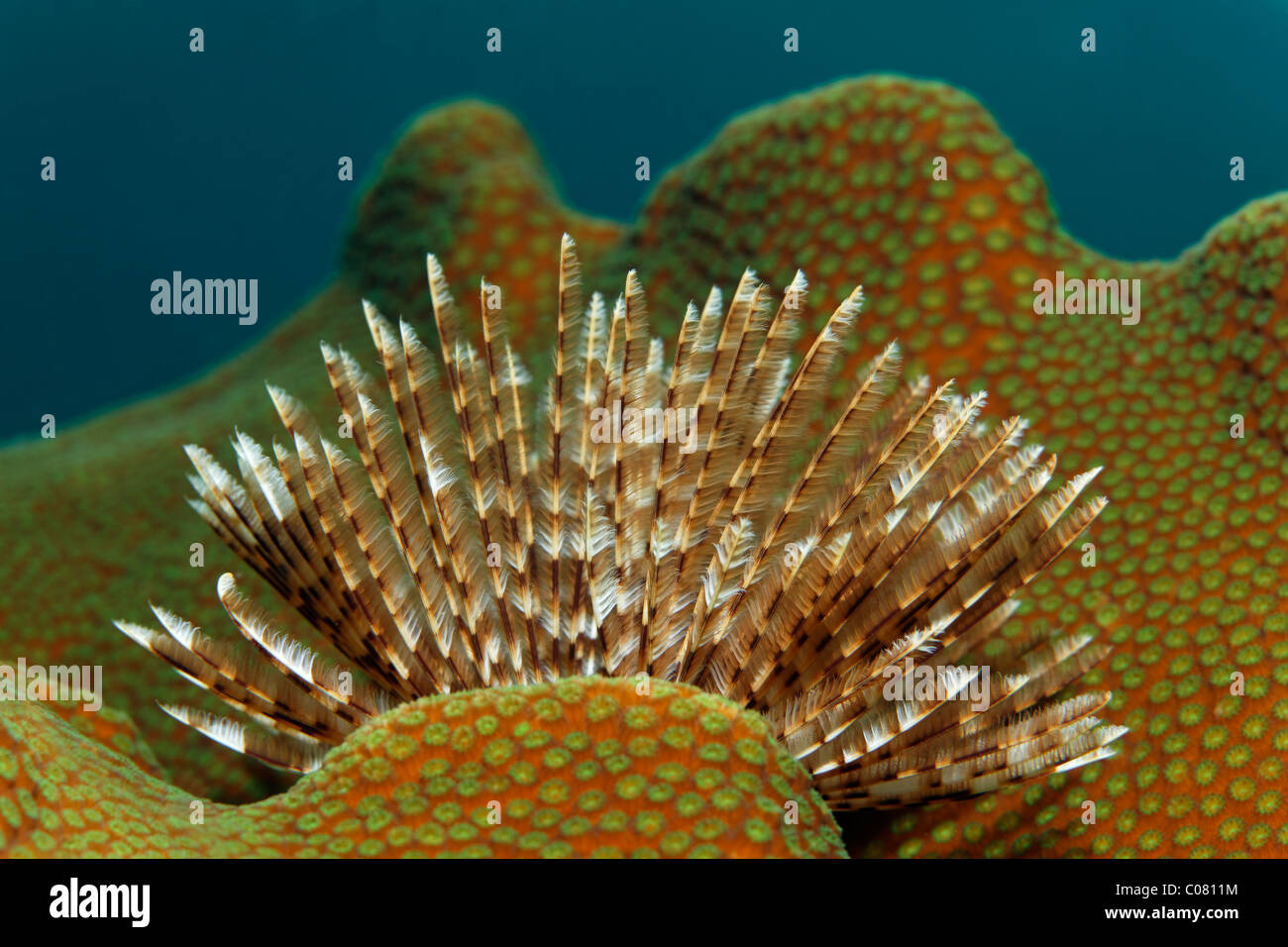 Magnificent Feather Duster (Sabellastarte magnifica) on stony coral, Saint Lucia, St. Lucia