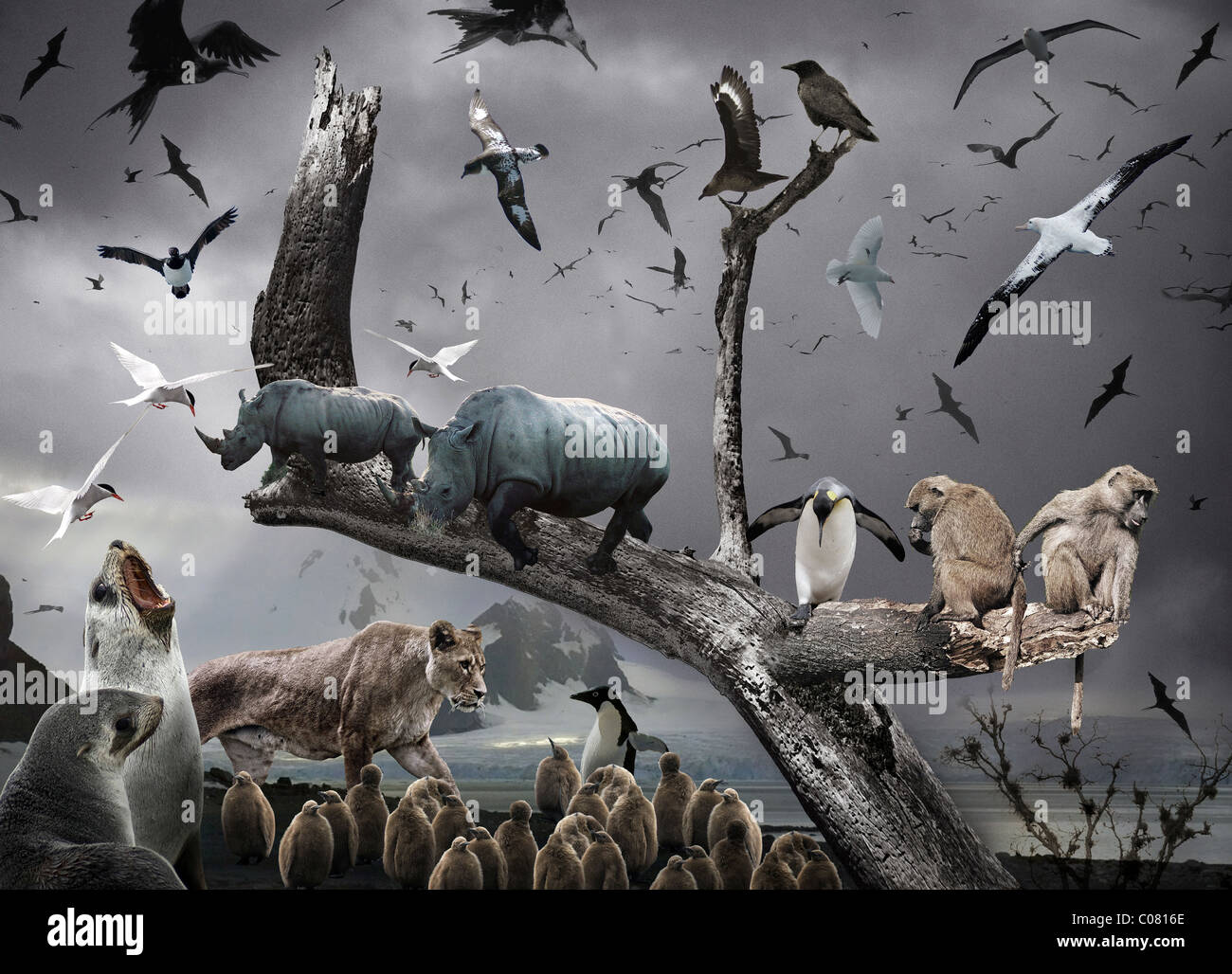 Surreal Wildlife Montage against a dark moody background.. Stock Photo