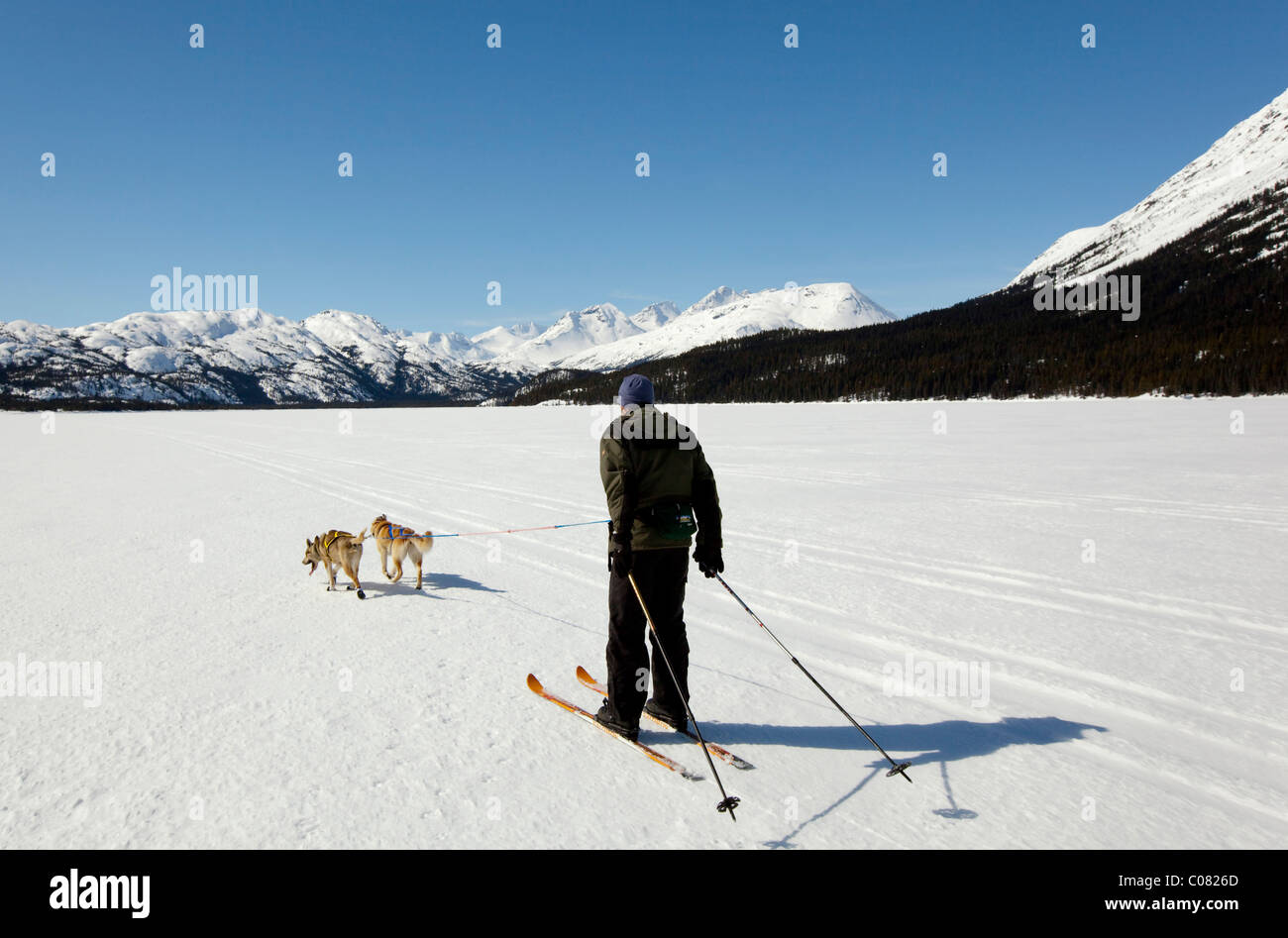 Man skijoring, sled dogs pulling cross country skier, dog sport, Alaskan Huskies, frozen Lake Lindeman, mountains behind Stock Photo