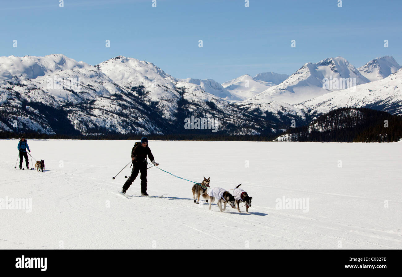 Two women skijoring, sled dogs pulling cross country skiers, dog sport, Alaskan Huskies, frozen Lake Lindeman, mountains behind Stock Photo