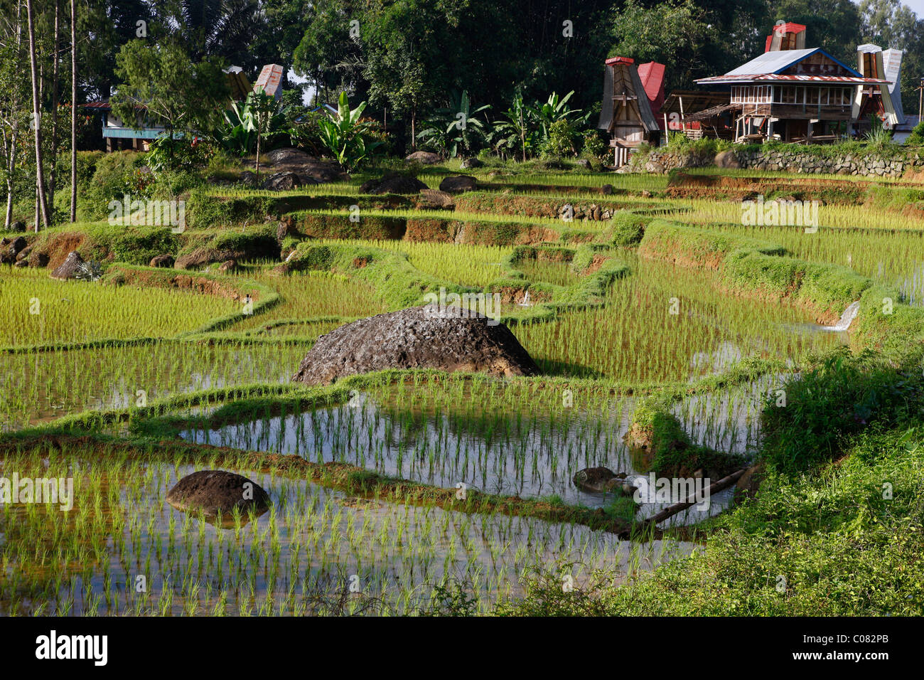 Terraced rice paddies, Batutumonga, Toraja Land, Sulawesi, Indonesia, Asia Stock Photo