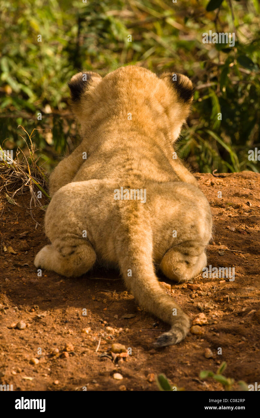 Lion cub practicing its stalking techniques, Masai Mara, Kenya Stock Photo