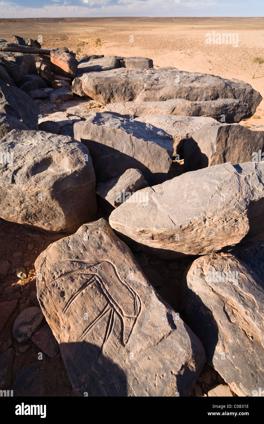 Stone engravings in stone desert, Libya, Sahara, North Africa Stock Photo