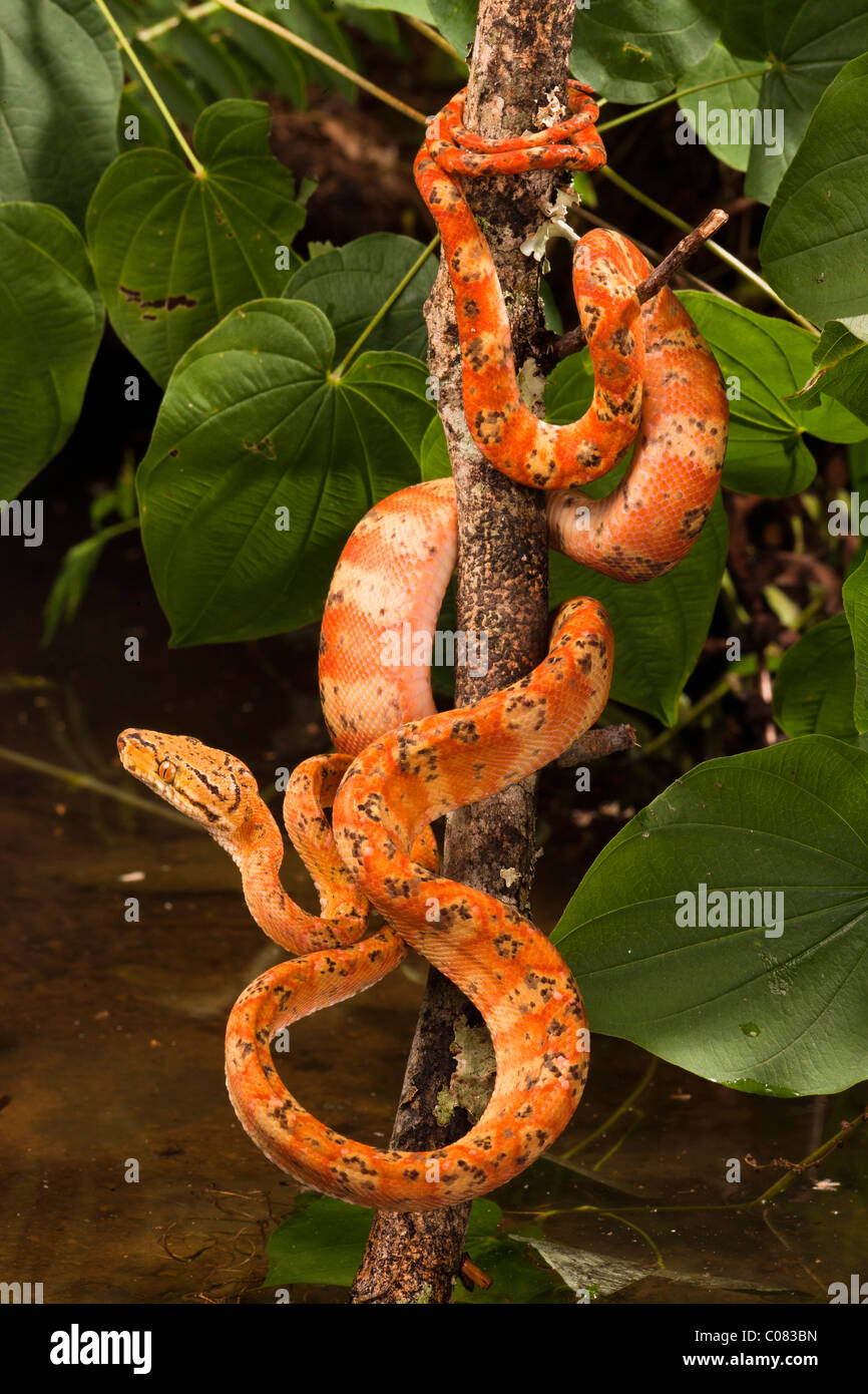 Amazon Tree Snake