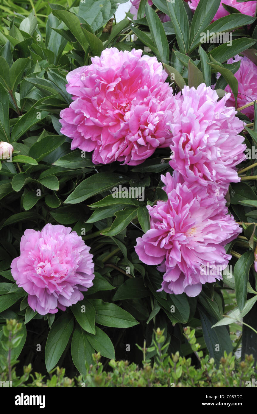 Blooms of Peony 'Buckeye Belle' - Symbolic of love, honour, happiness wealth, romance, and beauty. Stock Photo