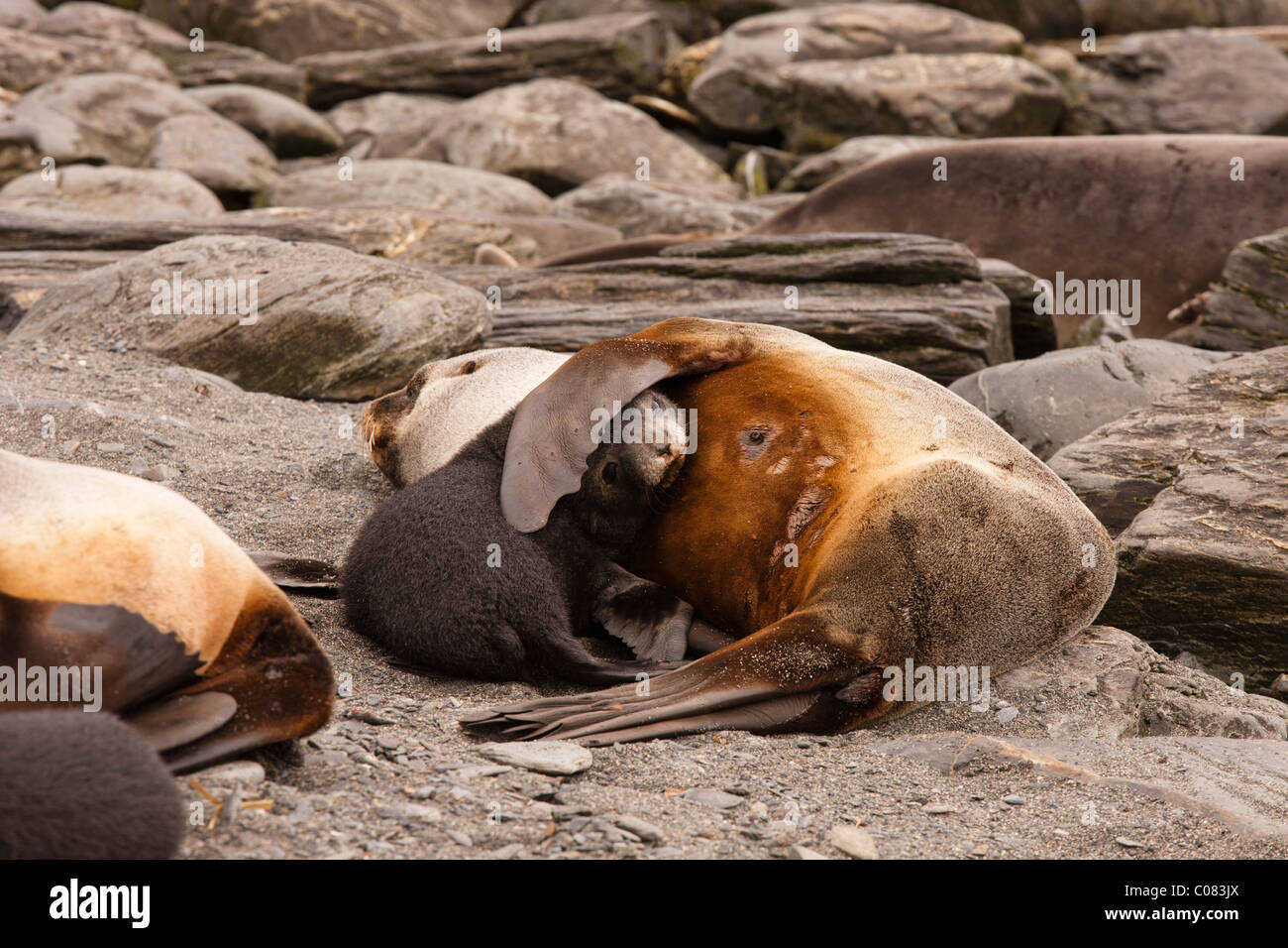 Antarctic Fur Seal mother and five day old  baby on beach, Godthul Beach, South Georgia Stock Photo