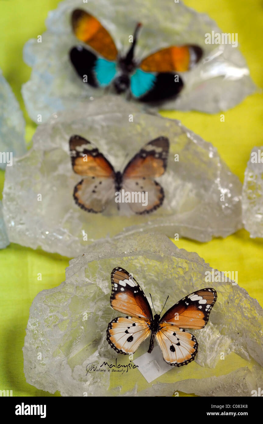 Souvenirs on sale butterfly butterflies tropical subtropical ...