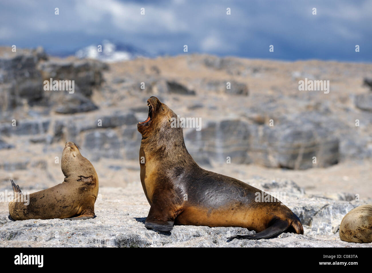 South American sea lions (Otaria flavescens), Ushuaia, Tierra del Fuego, Patagonia, Argentina, South America Stock Photo