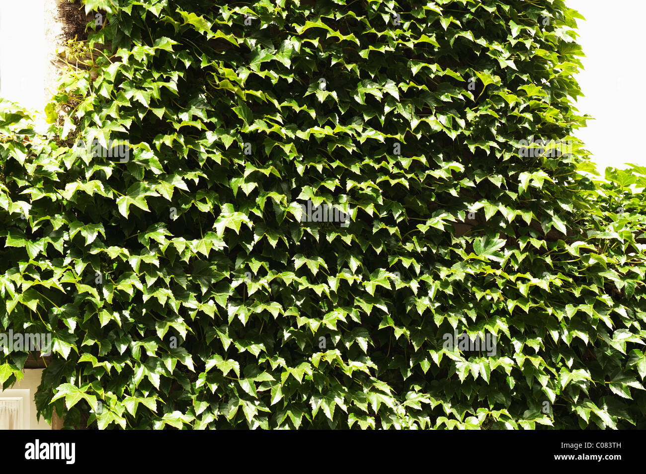 Close-up of overgrown ivy, Oxford, Oxfordshire, England Stock Photo