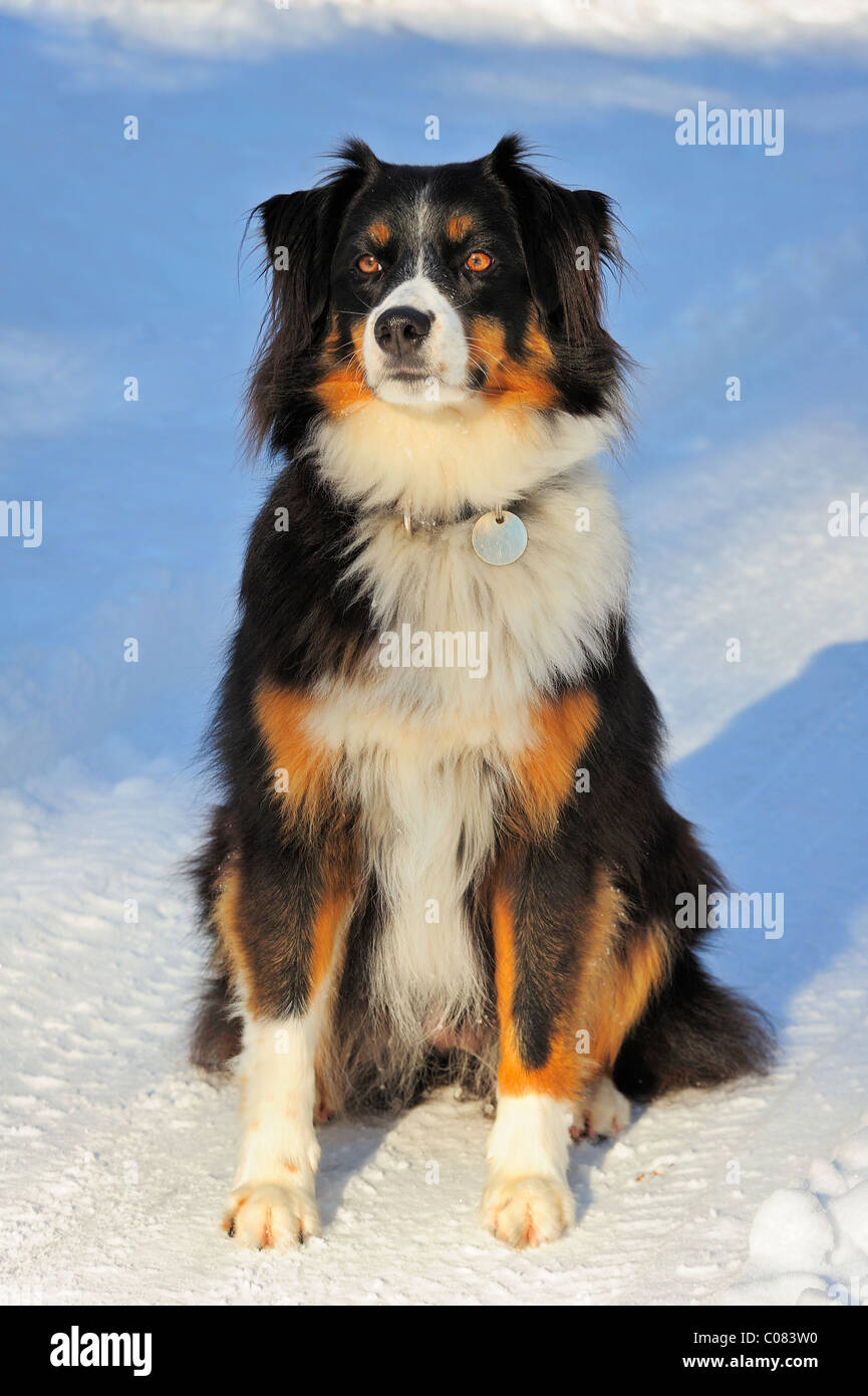 Portrait of a crossbreed dog (cross between a Border Collie and the Swiss  Appenzell breed) sitting in the snow Stock Photo - Alamy