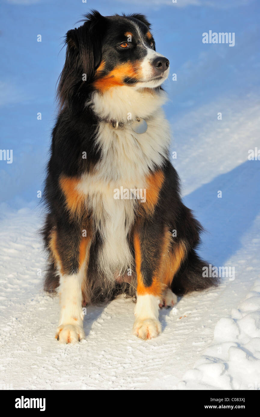 Portrait of a crossbreed dog (cross between a Border Collie and the Swiss Appenzell breed) sitting in the snow. Stock Photo