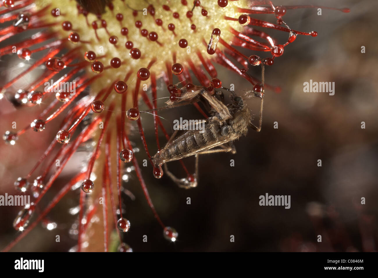 Remains of a Mosquito fly caught on a round leaved sundew, Drosera rotundifolia, Winfrith Nature Reserve Dorset, UK. Stock Photo