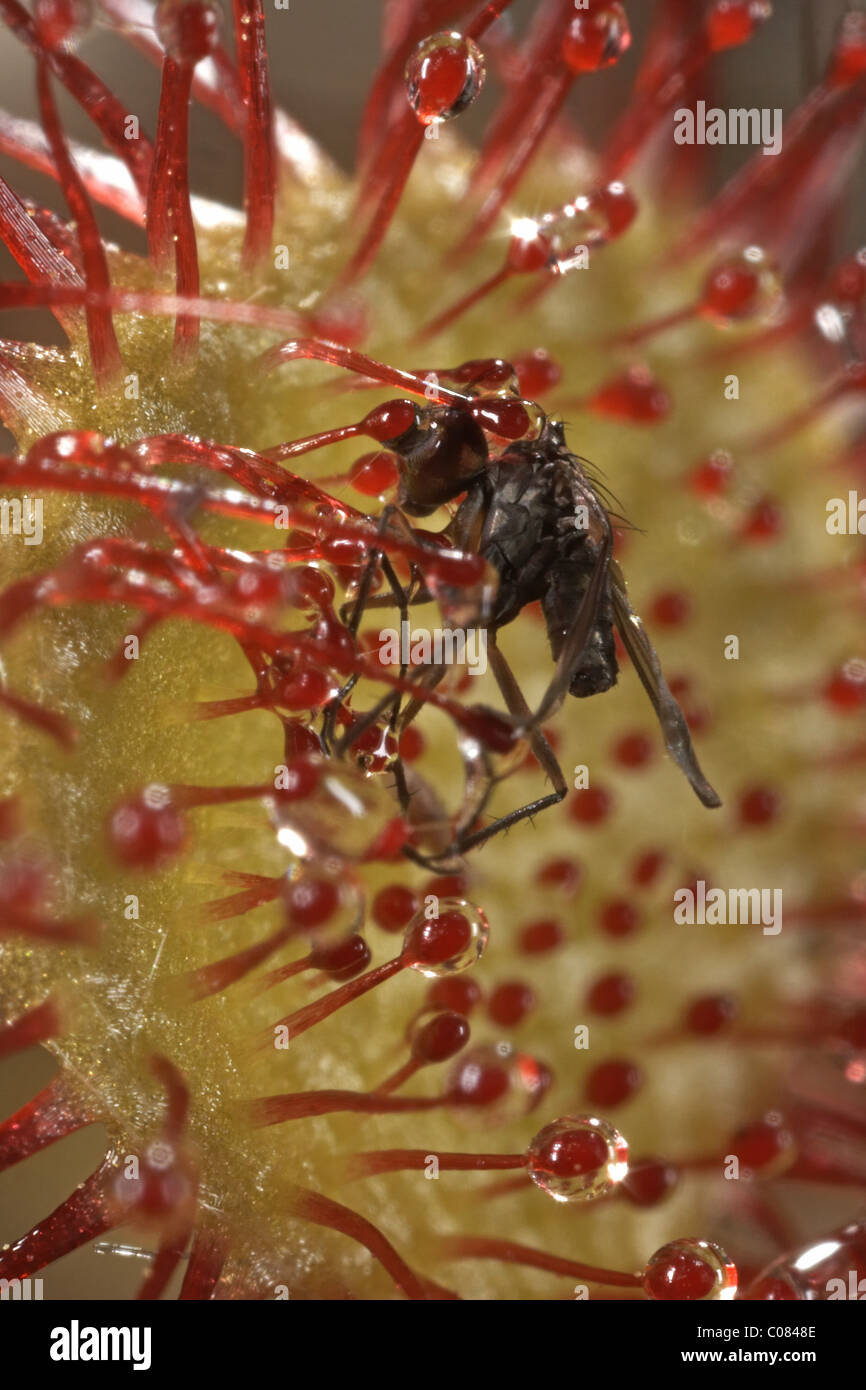 Remains of a fly caught on a round leaved sundew, Drosera rotundifolia, Winfrith Nature Reserve Dorset, UK. Stock Photo