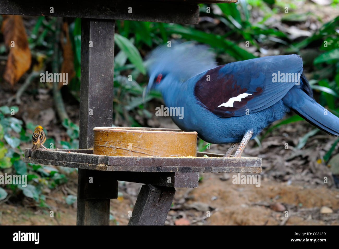 western and victorian crowned pigeon blue bird feeding feed Kl kuala