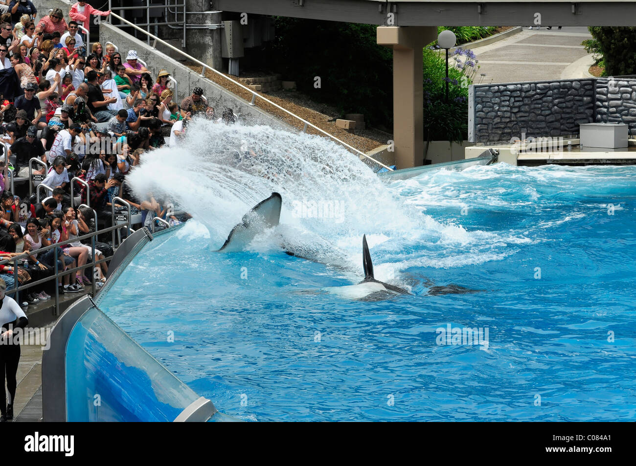 Trained killer whales, orcas (Orcinus orca), Shamu Stadium, SeaWorld