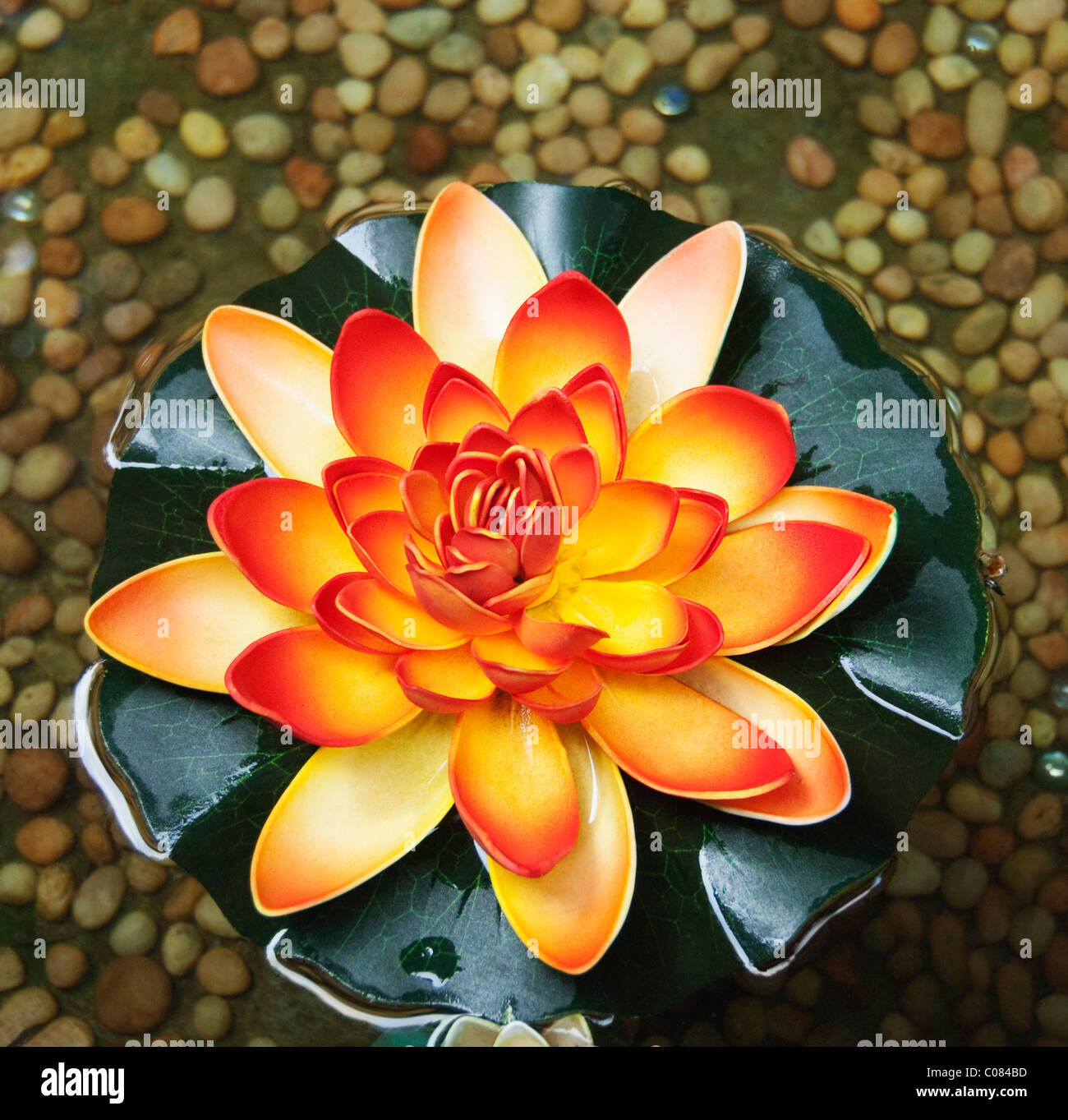 High angle view of a lotus flower, Tirupati, Andhra Pradesh, India Stock Photo
