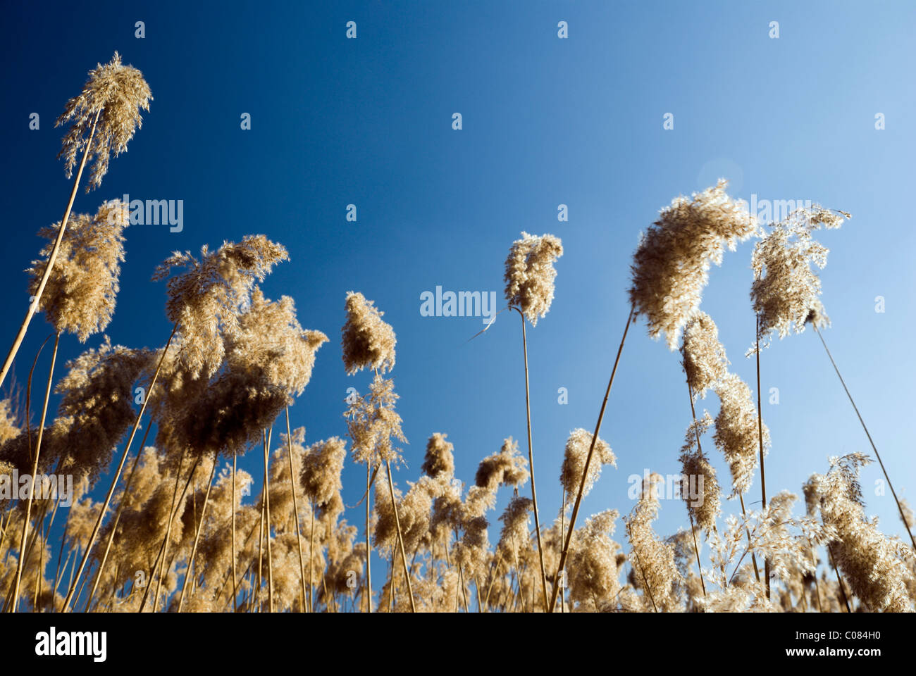 phragmites australis (common reed) against sky with lens flare Stock Photo