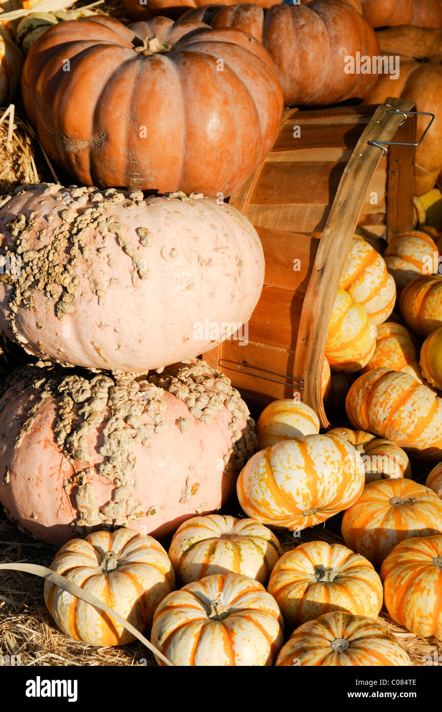 Pumpkins on Display Stock Photo - Alamy