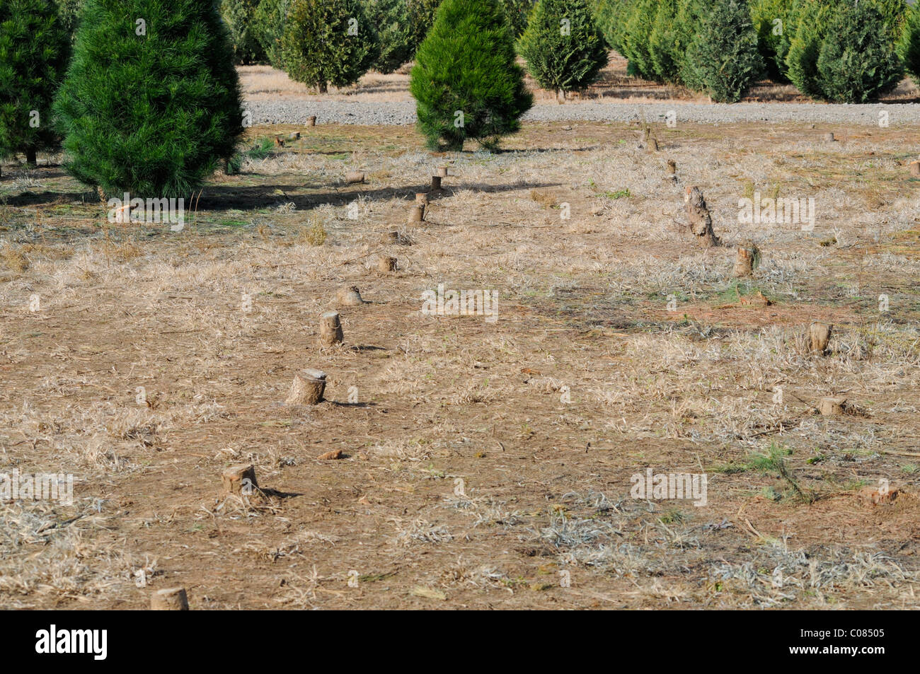 Tree Stumps Christmas Tree Farm Stock Photo Alamy