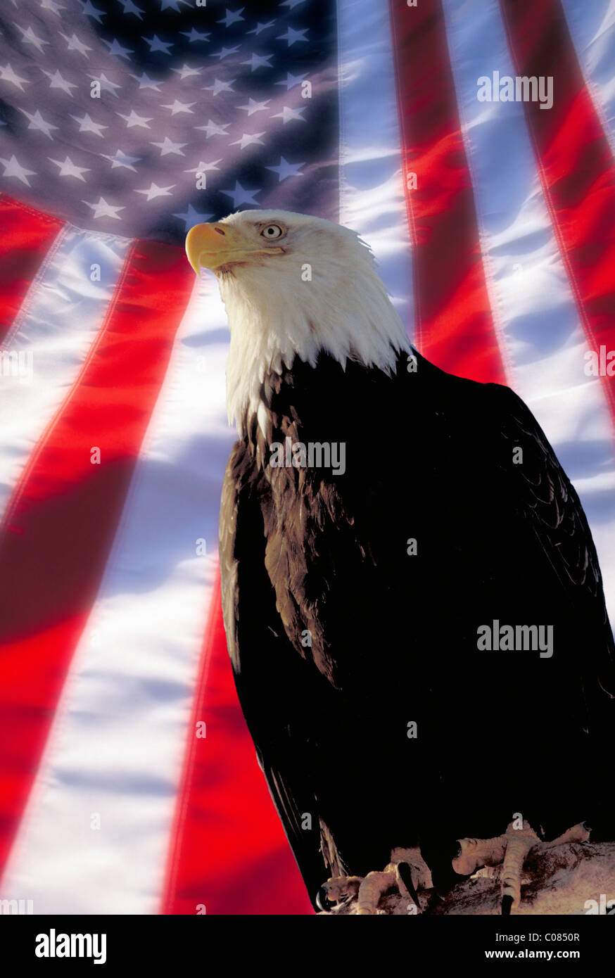 Flag eagle patriotism hi-res stock photography and images - Alamy