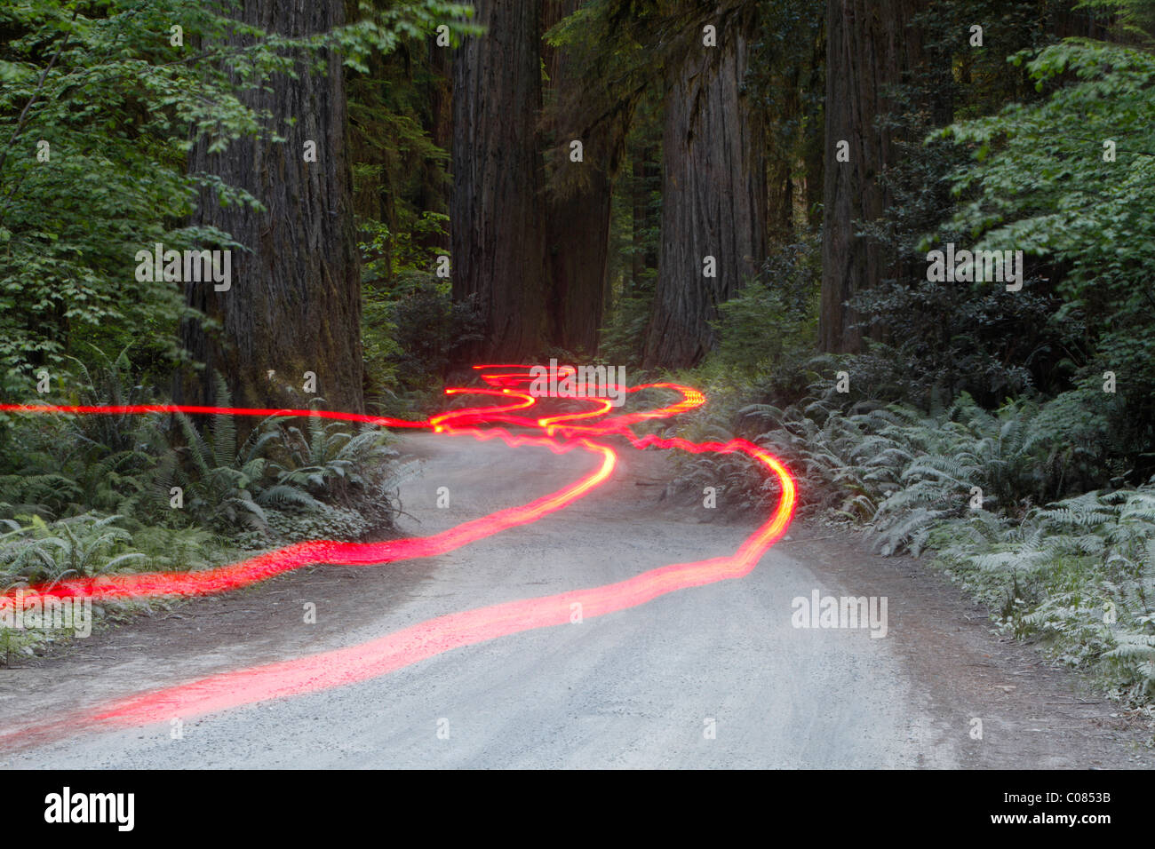 Car lights on a bumpy road, Jedediah Redwoods, California Coast, California, USA Stock Photo