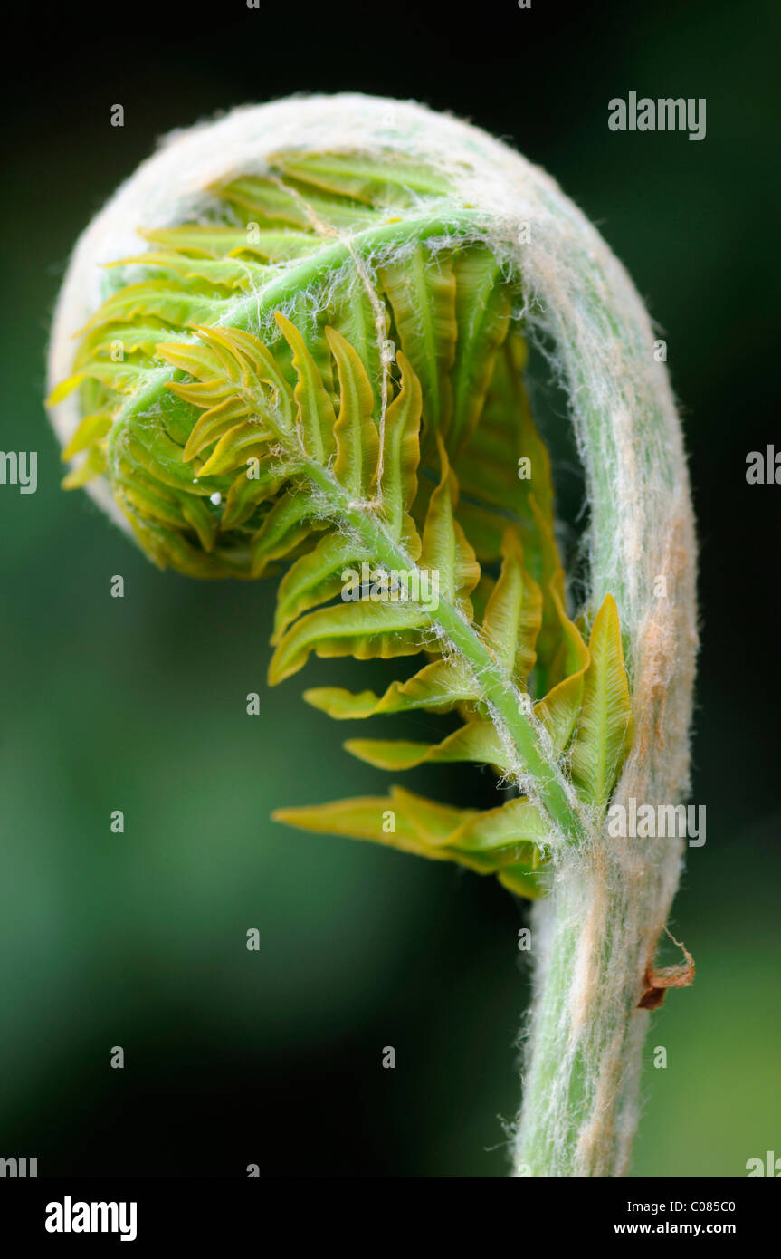 Royal fern (Osmunda regalis), sprouting Stock Photo