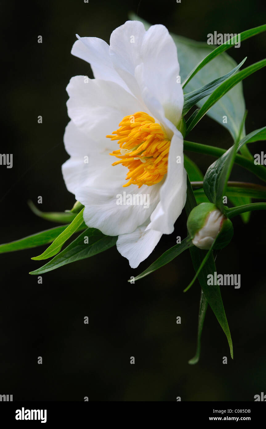 Himalayan peony (Paeonia emodi) Stock Photo