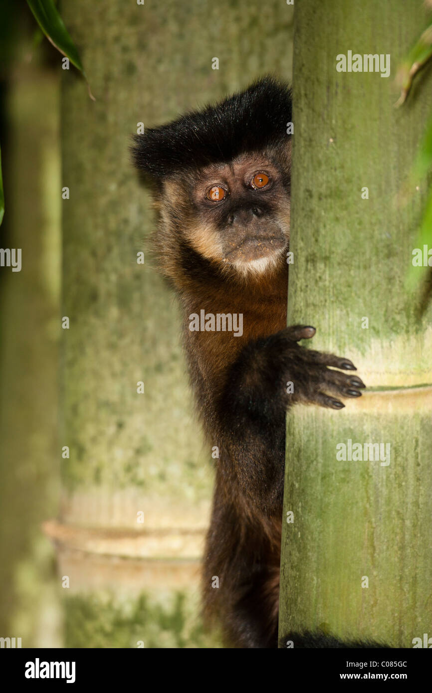 Brown Capuchin Monkey climbing a tree, Pantanal National Park, Brazil Stock Photo