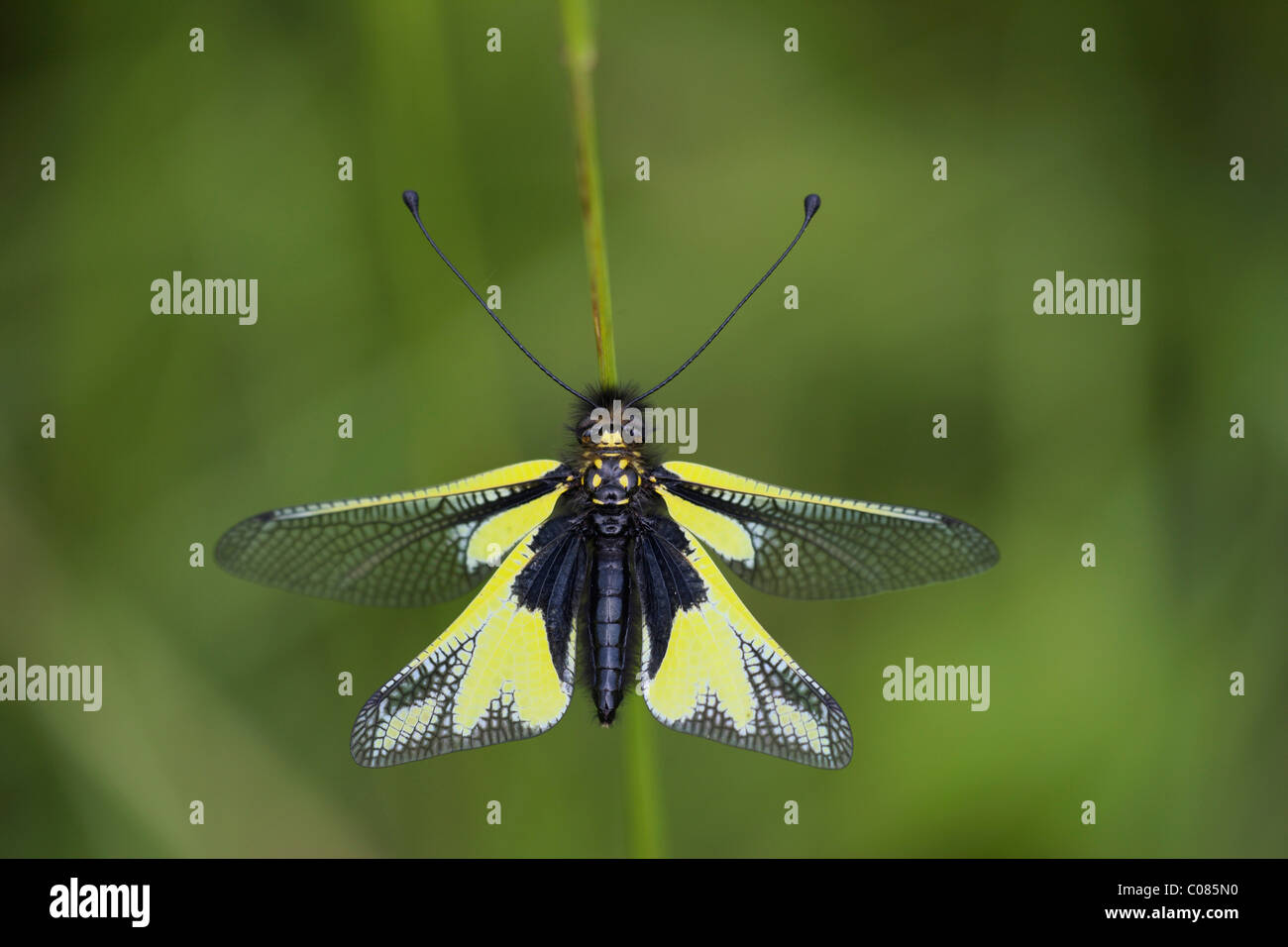 Owlfly Sulfur (Libelloides coccajus) Stock Photo