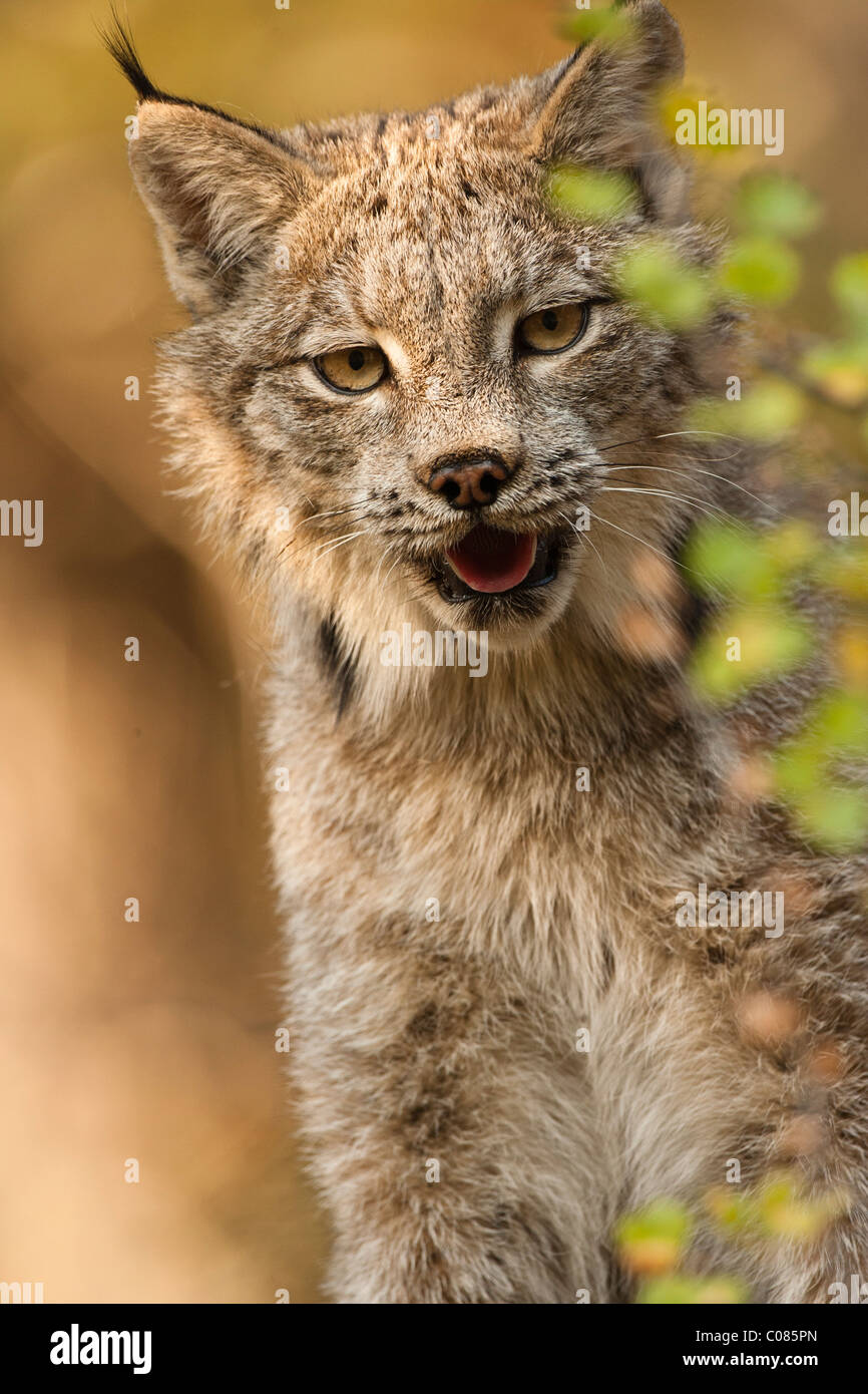 Canadian Lynx demonstrating camouflage, Wyoming, USA Stock Photo