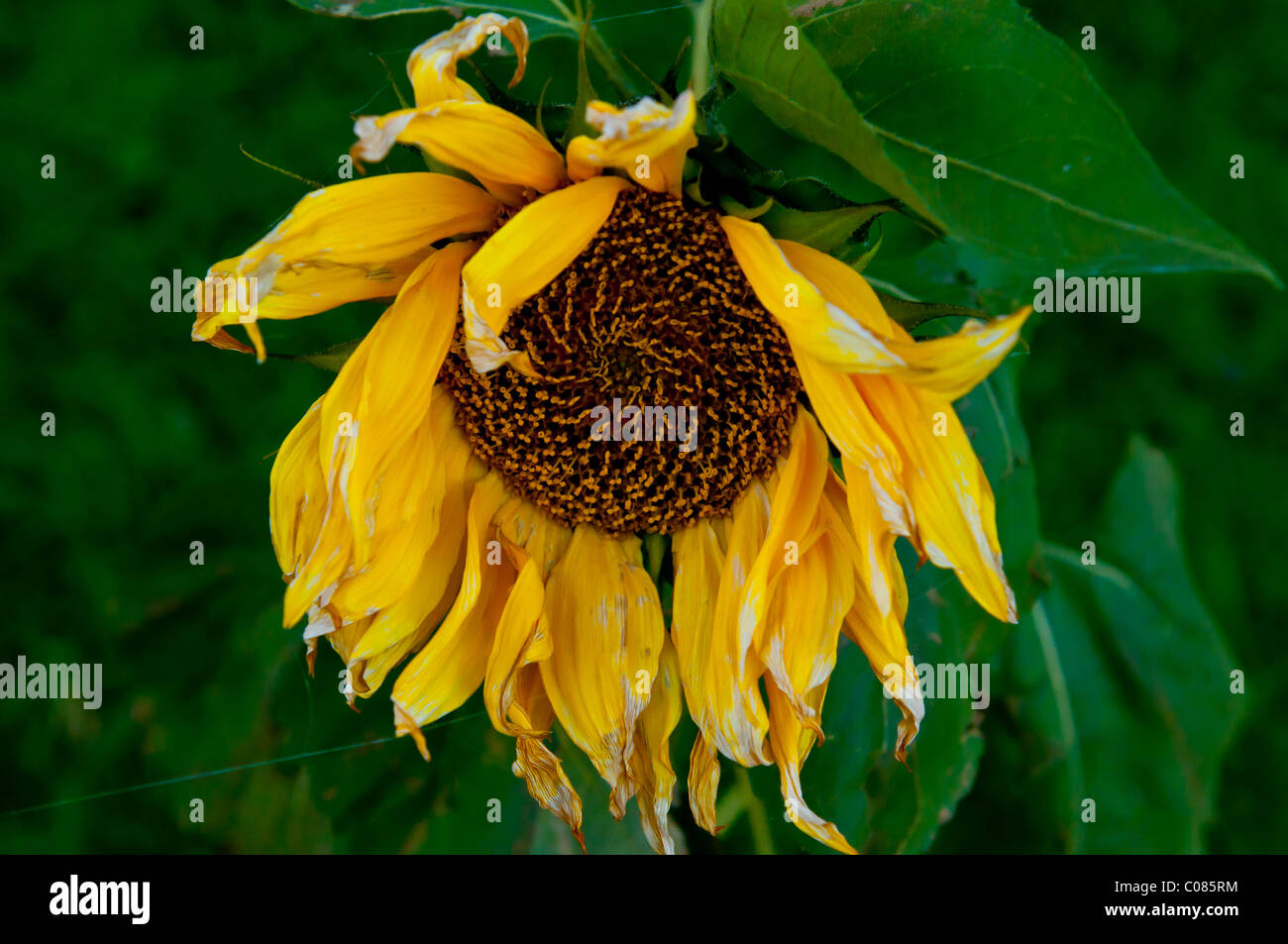 Wilting plant in heat hires stock photography and images Alamy