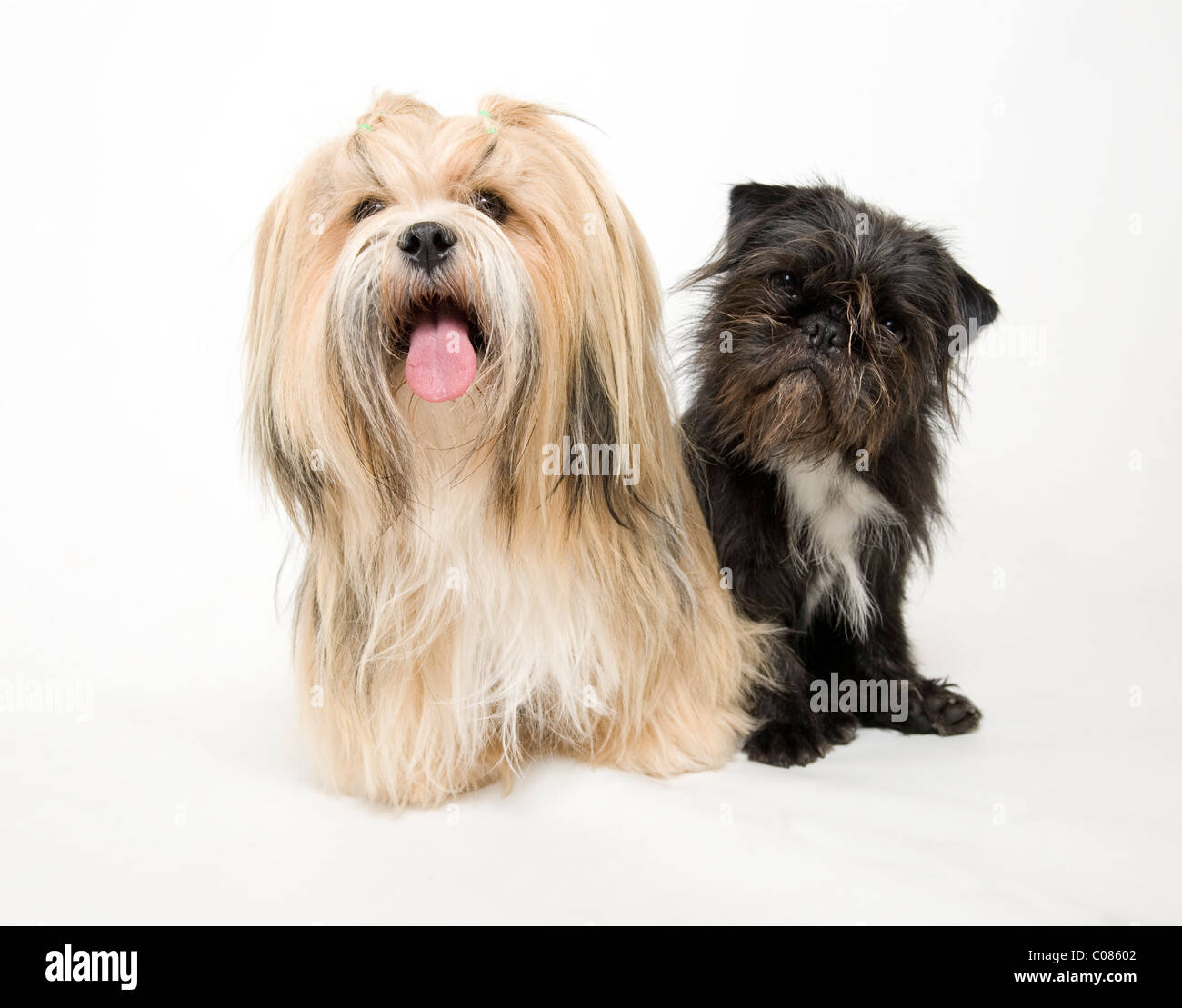 Lasa apso hi-res stock photography and images - Alamy