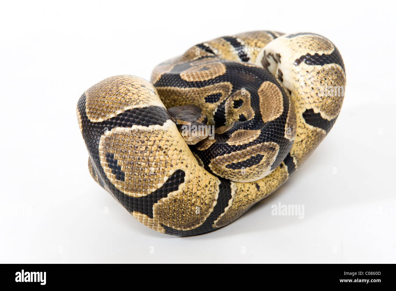 Royal Python in coiled position Stock Photo - Alamy